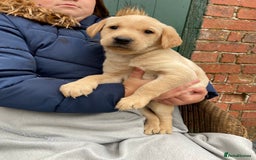 Labrador Retriever dogs for sale: Labrador puppies for sale 🐶 - Image 5