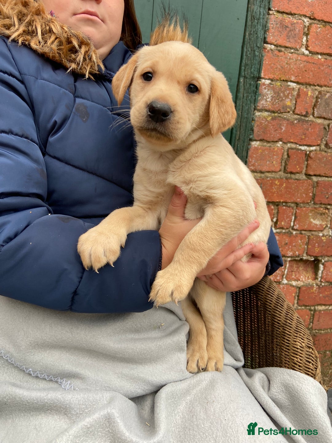 Labrador Retriever dogs for sale: Labrador puppies for sale 🐶 - Image 5