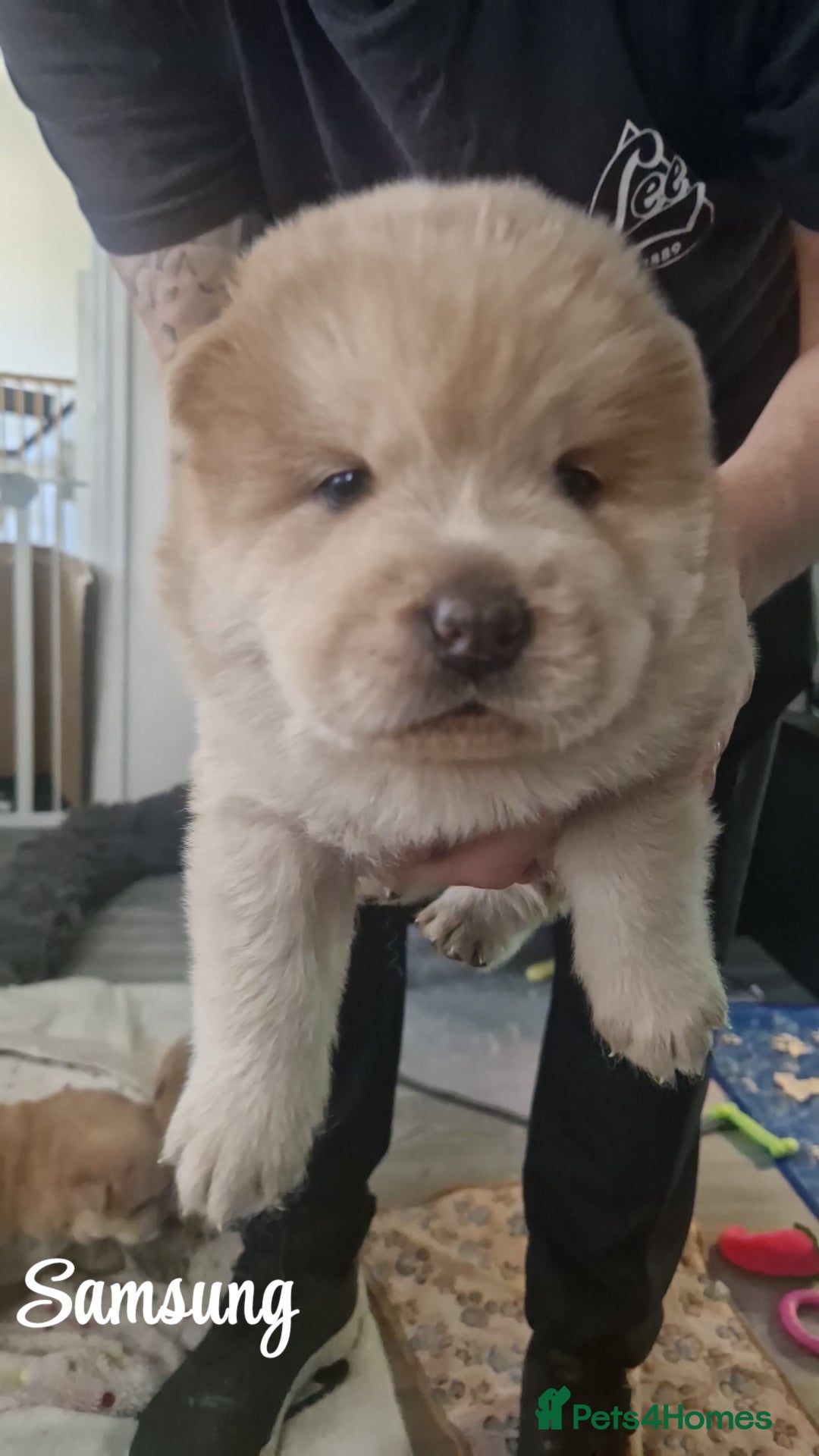 Chow Chow dogs for sale: Chow chow puppies - Image 11