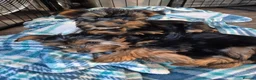 Yorkshire Terrier dogs for sale: 🐾 Beautiful Yorkshire Terrier Girls - Advert 13