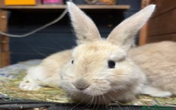 Mini Lop rabbits for sale: 2 baby giant mix rabbits - Image 3