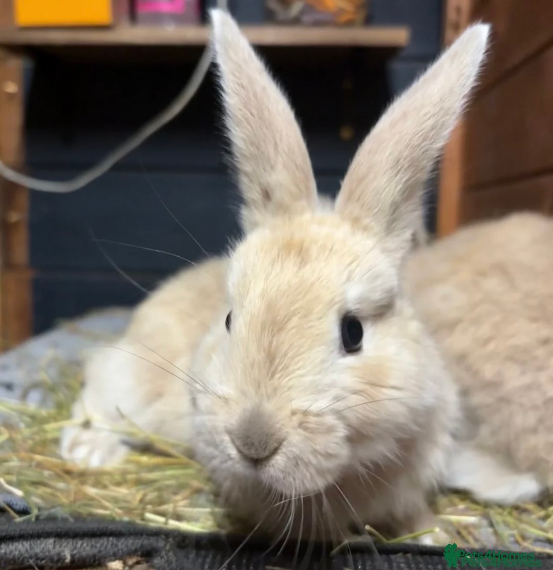 Mini Lop rabbits for sale: 2 baby giant mix rabbits - Image 3
