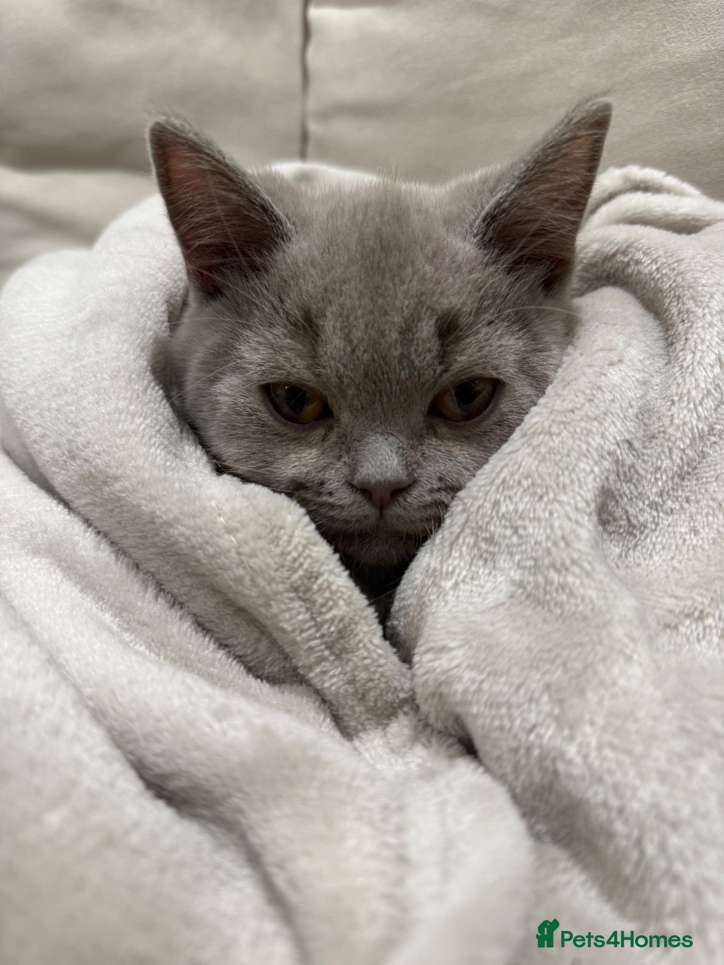 British Shorthair cats lilac british short hair - Advert 18
