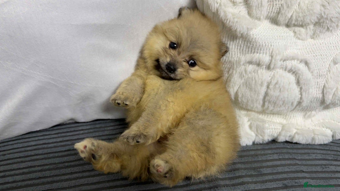 Pomeranian dogs for sale: ✨ Fluffy Pomeranian Puppies – Ready in October! - Image 19