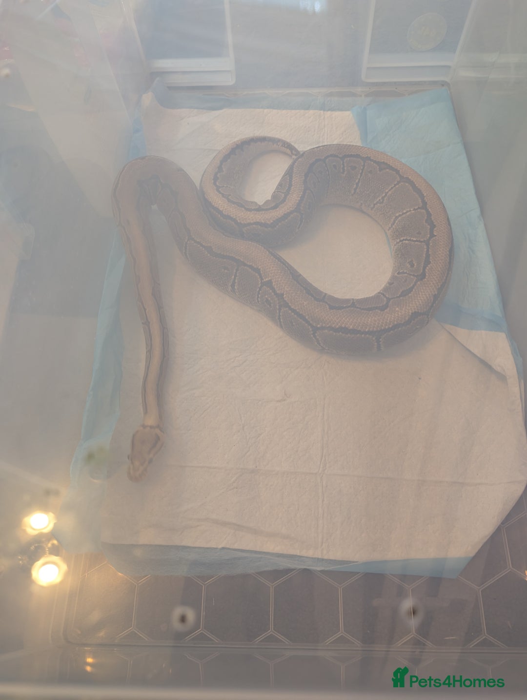 Python Snake reptiles for sale: Reptiles for sale  - Advert 6