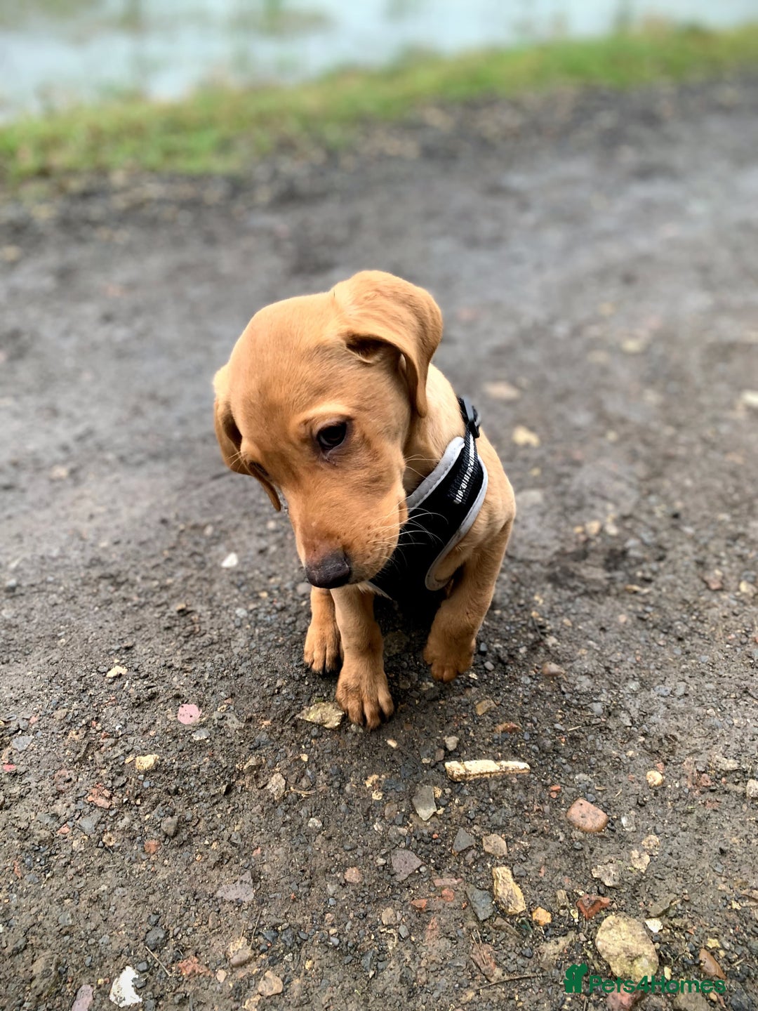 Labrador Retriever dogs for stud:  KC Registered Fox Red Labrador Retriever for stud in Doncaster - Advert 12