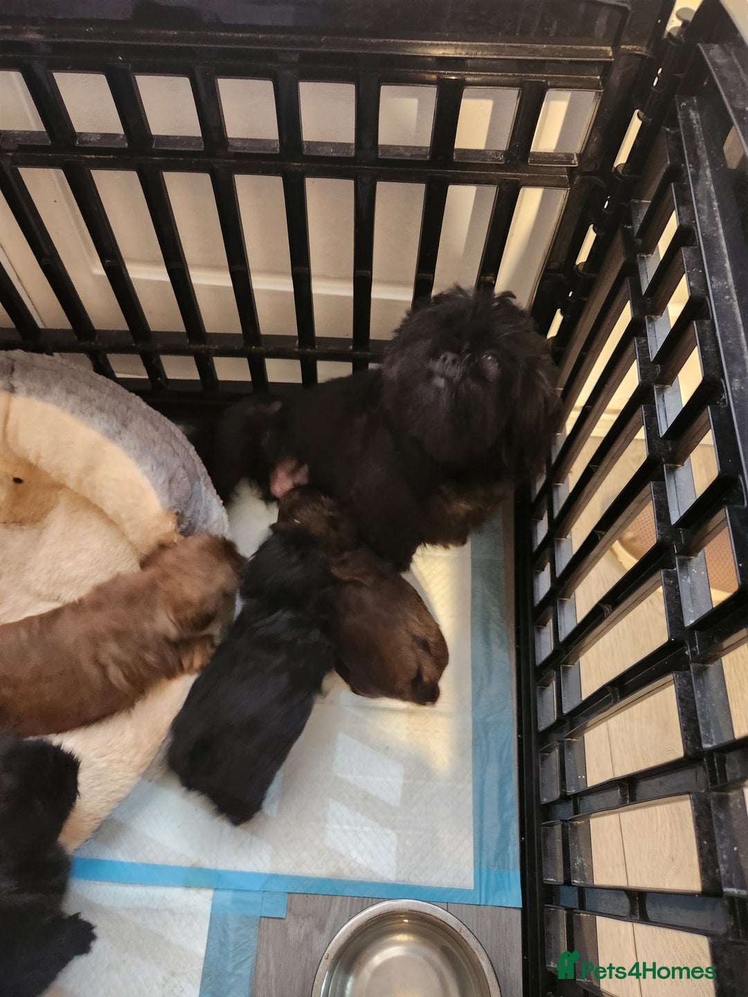 Shih Tzu dogs for sale: Imperial shih Tuz - Advert 1