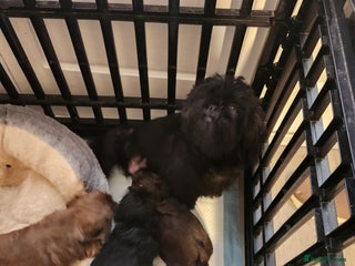 Shih Tzu dogs for sale: Imperial shih Tuz - Advert 1