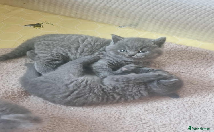 Brazilian Shorthair cats - Advert 4