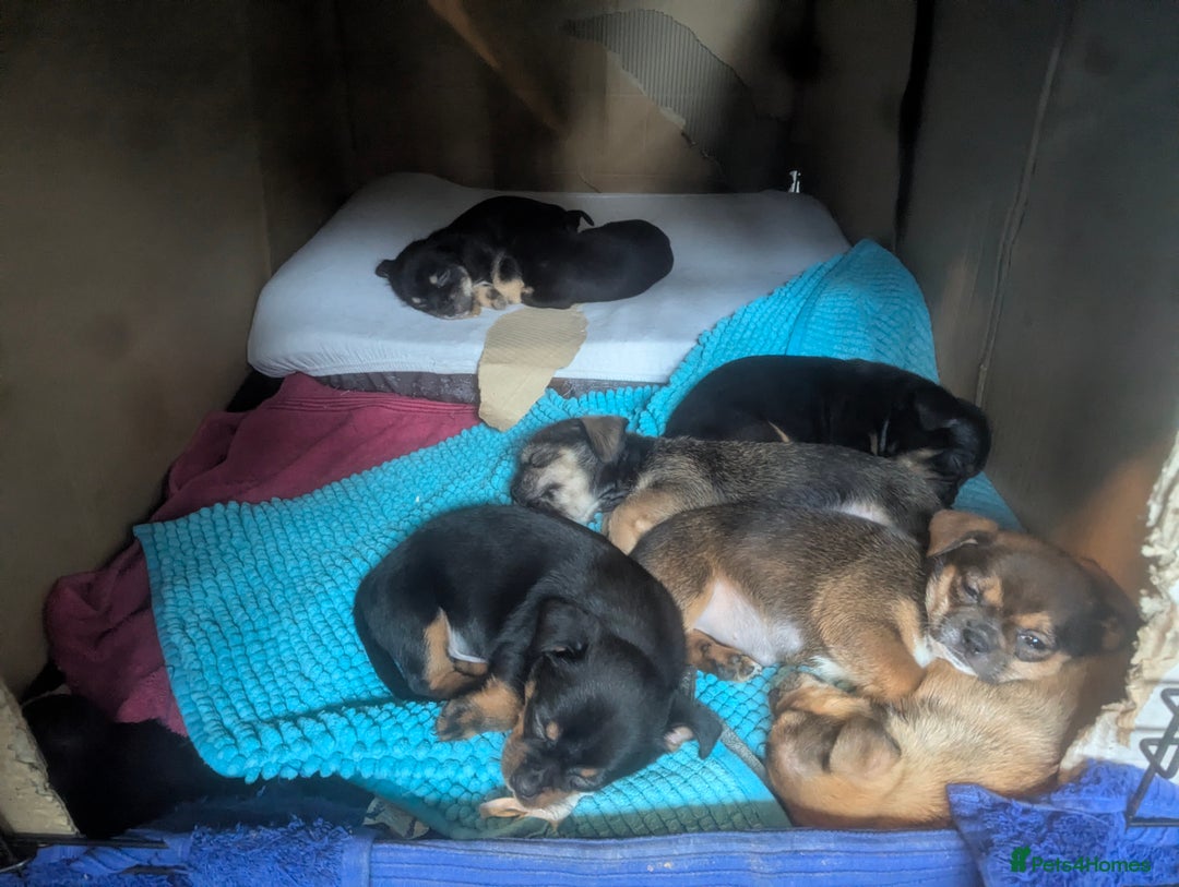 Mixed Breed dogs for sale: ShiChi x chihuahua frenchie pups - Image 5