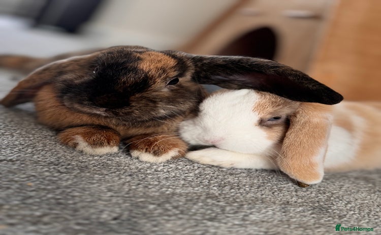 Mini Lop rabbits - Advert 5