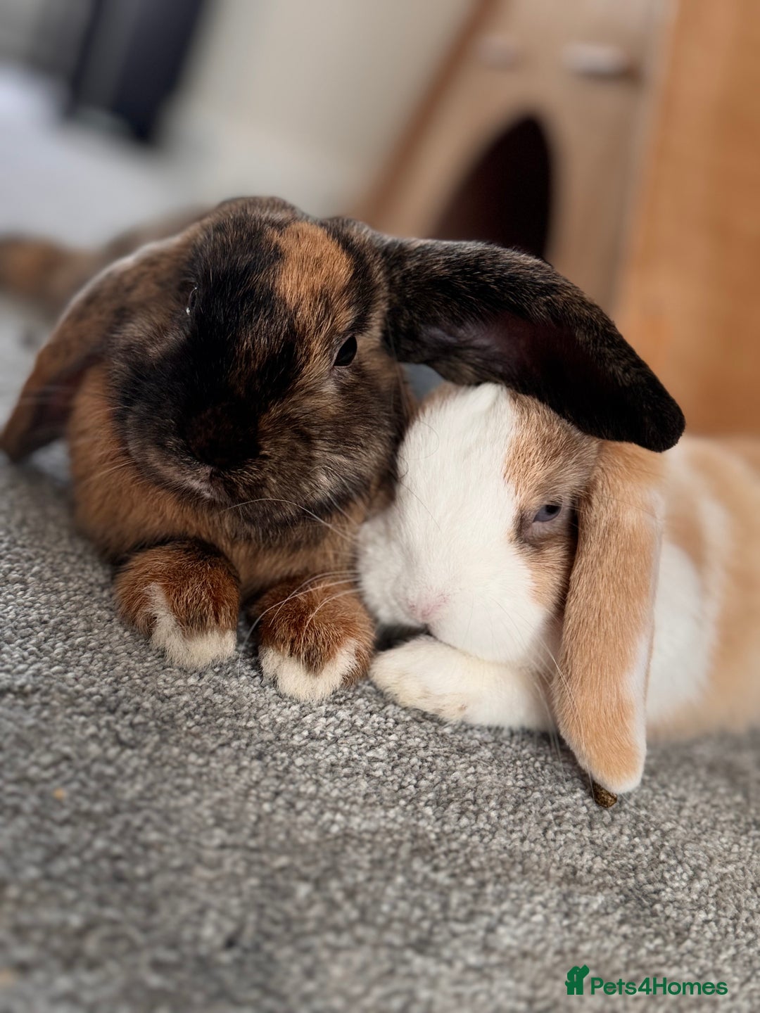 Mini Lop rabbits for sale: 🐇 Mini Lop Bunnies for Sale bought together 🐇 - Image 1