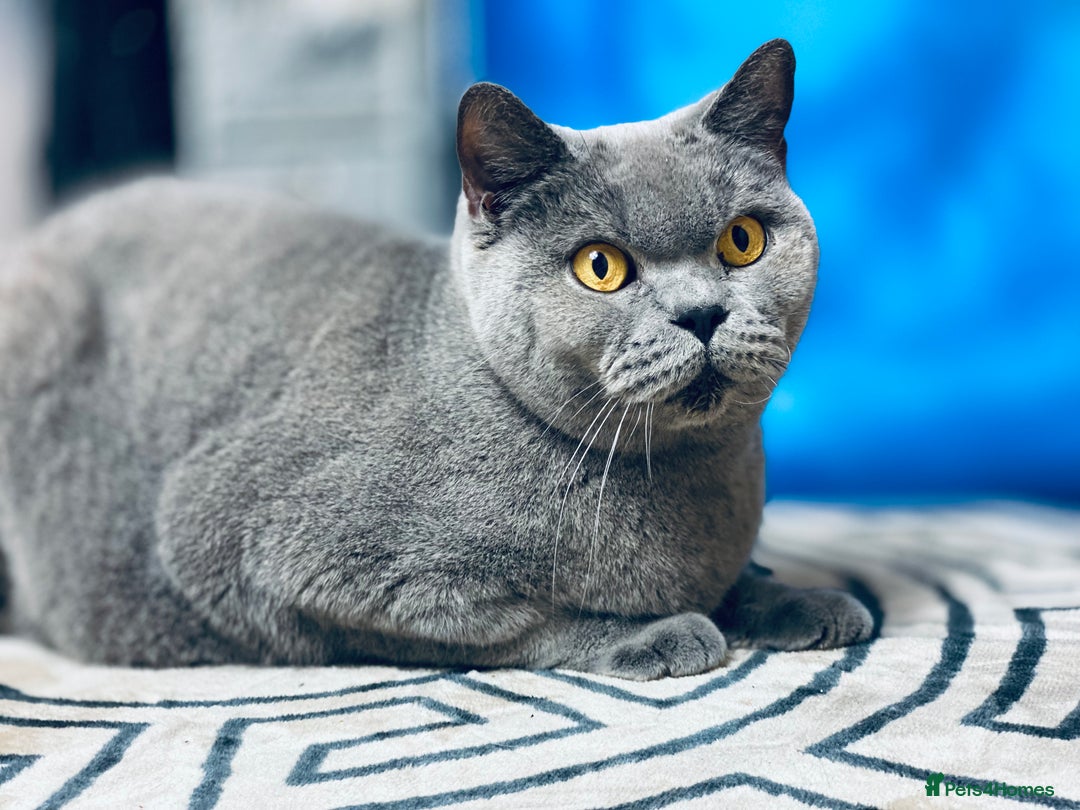 British Shorthair cats for sale: British shorthair male and 2 female 🩵💠🖤 - Image 8