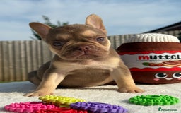 French Bulldog dogs for sale: Miss White X Kastro  - Image 9