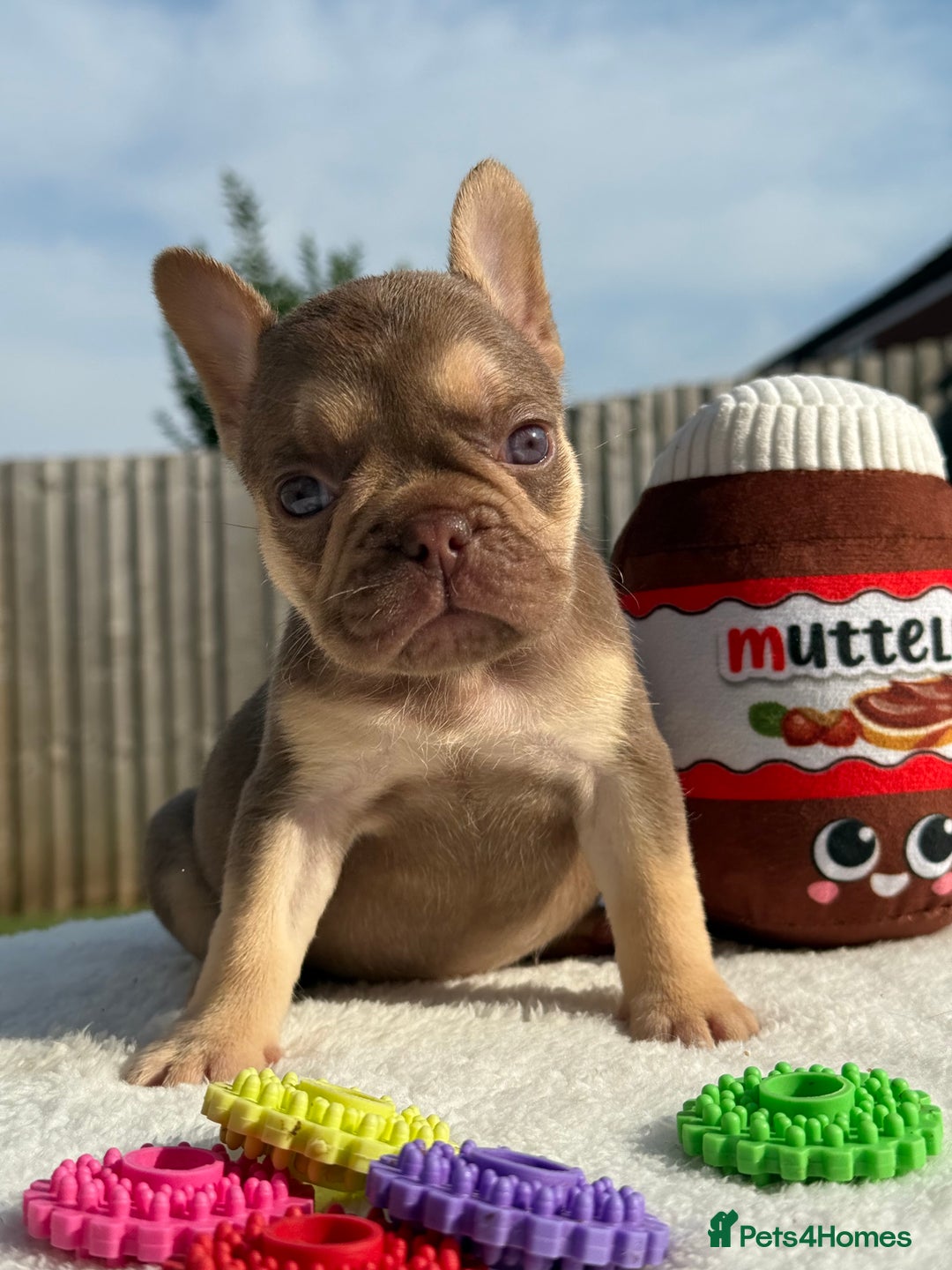 French Bulldog dogs for sale: Miss White X Kastro  - Image 9