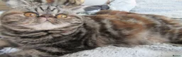Exotic cats for sale: Beautiful Exotic female kittens Ready Now - Advert 7