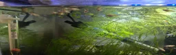 Platies fish for sale: Mickey mouse and spoty platy fry in Bournemouth - Advert 3
