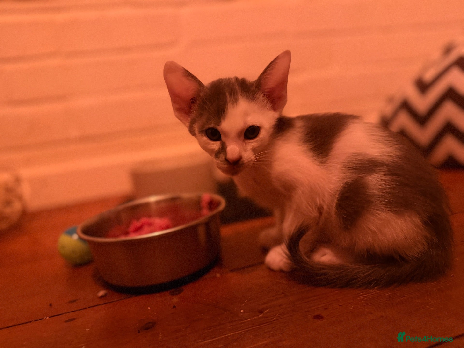 Oriental cats for sale: Oriental kittens available, males and female  - Advert 2