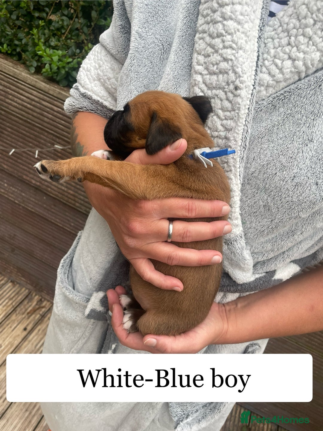 Boxer dogs for sale: Bunch of Boxer Babies - Image 7