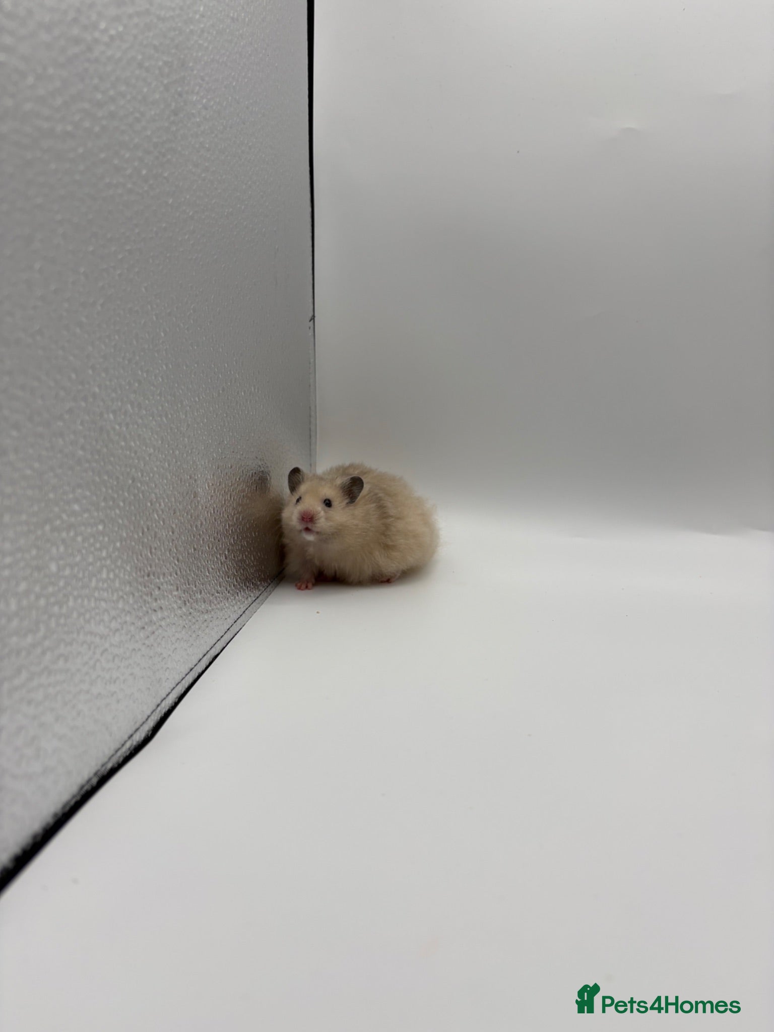 Hamster rodents Pedigree Syrian hamster pups  - Advert 2
