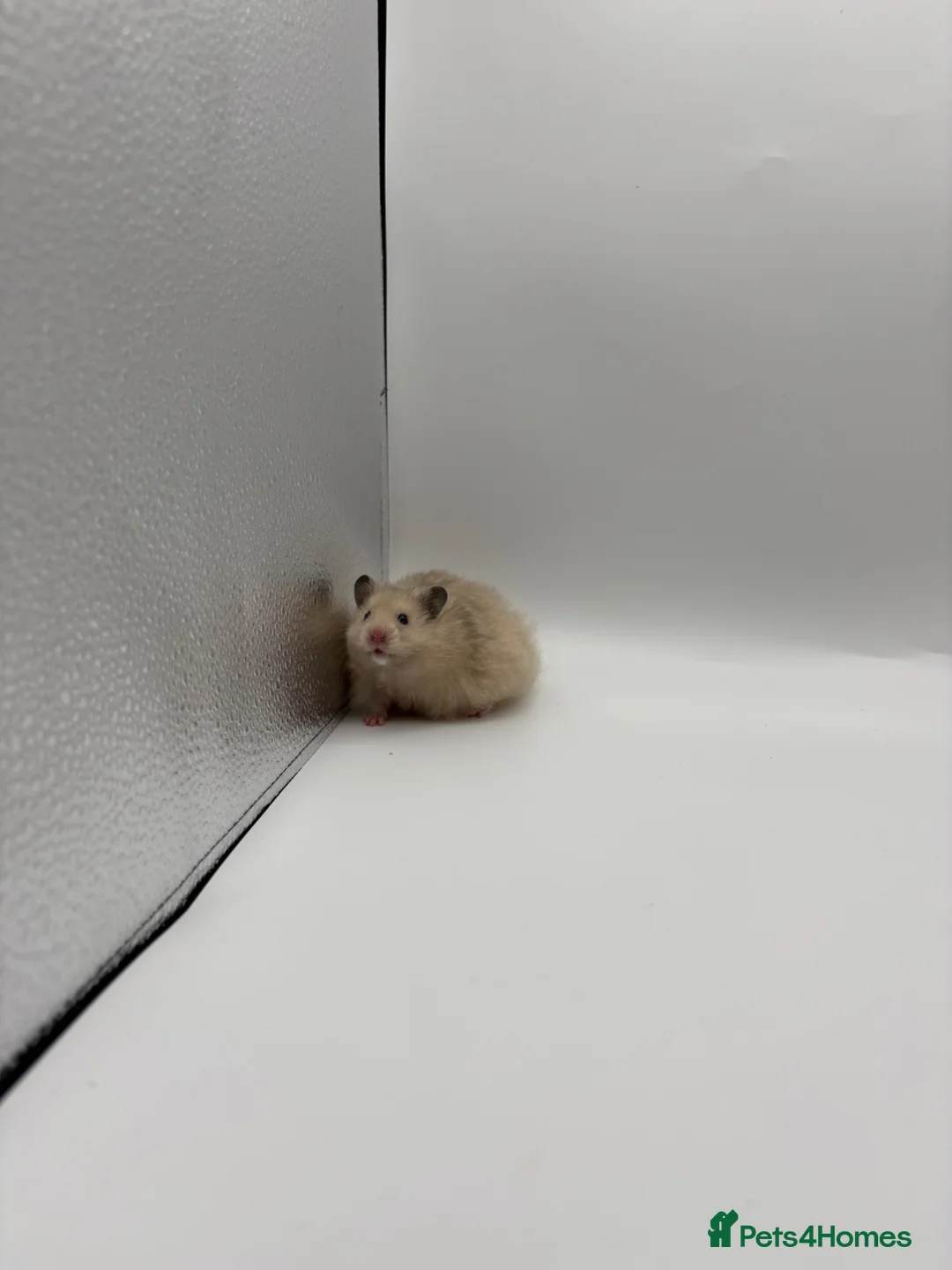 Hamster rodents for sale: Pedigree Syrian hamster pups  - Advert 2