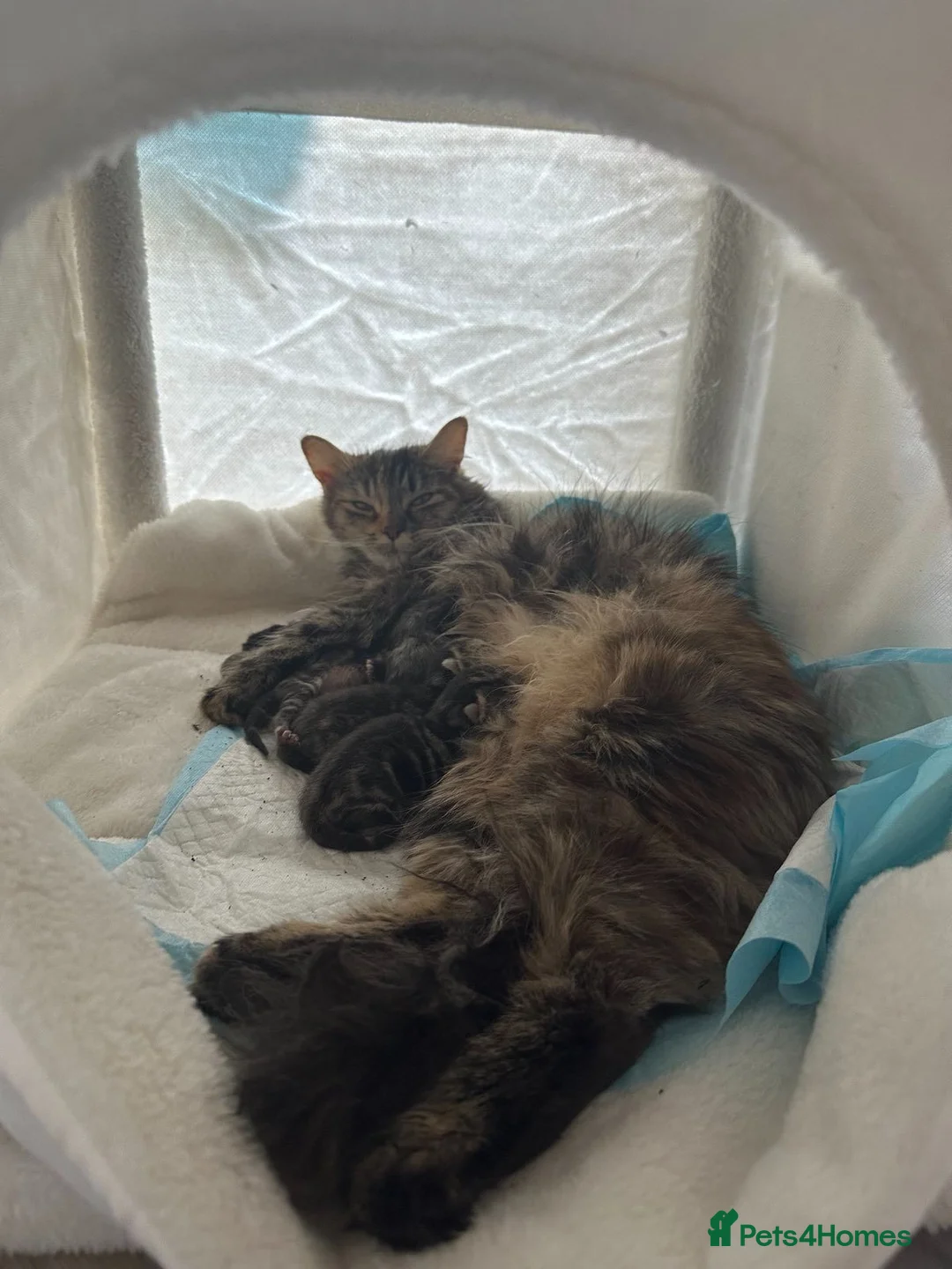 Siberian cats for sale: Hypoallergenic siberian shorthair kittens - Advert 9