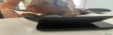Mixed Breed 2