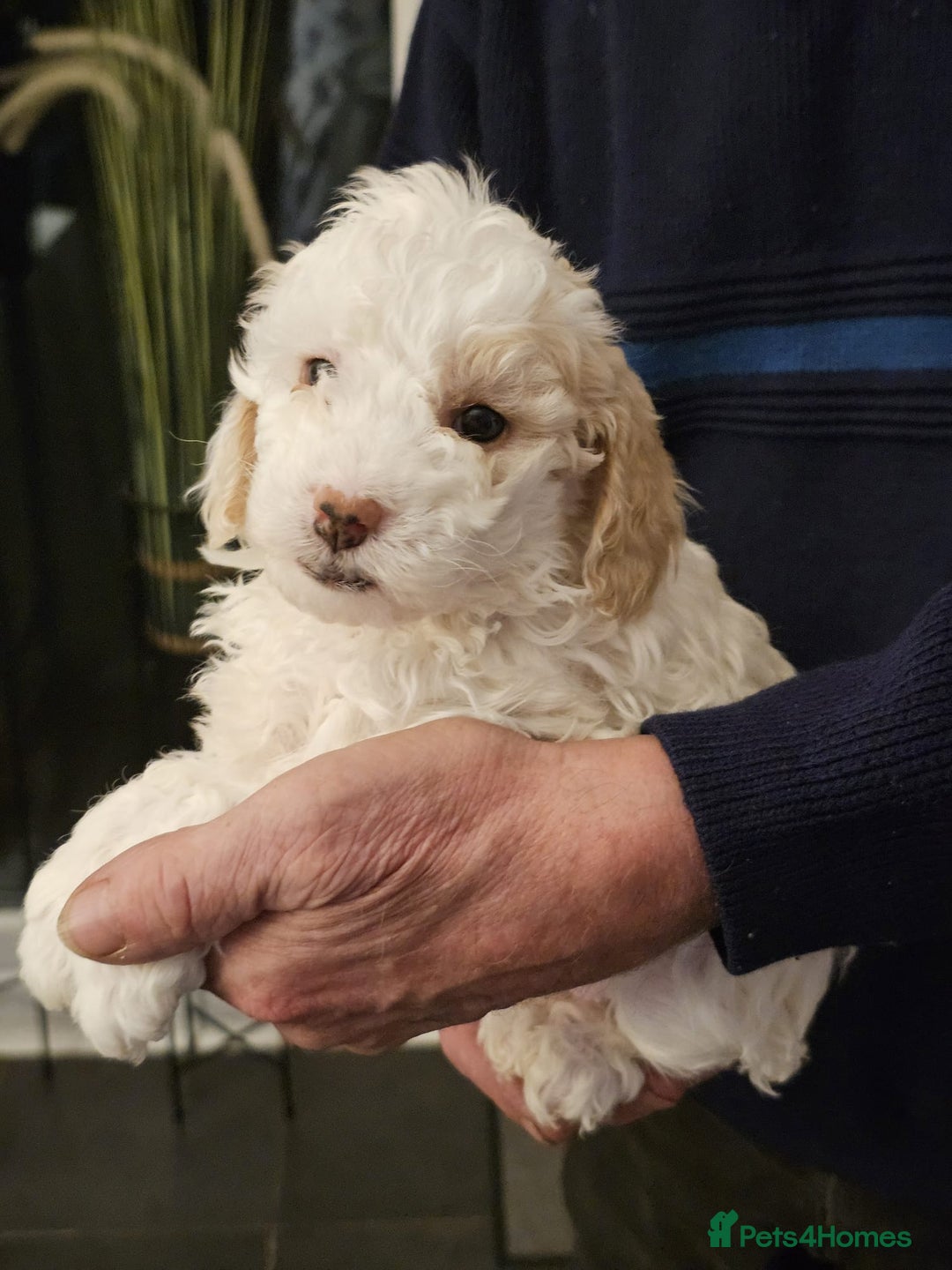 Cockapoo dogs for sale: 1 beautiful cockapoo girl - Image 15