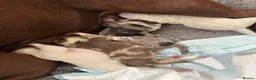 American Bully dogs for sale: Stunning Pocket Bully pups paymentplans available - Advert 2