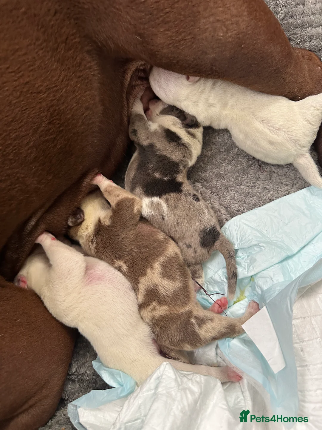 American Bully dogs for sale: Stunning Pocket Bully pups paymentplans available - Advert 2