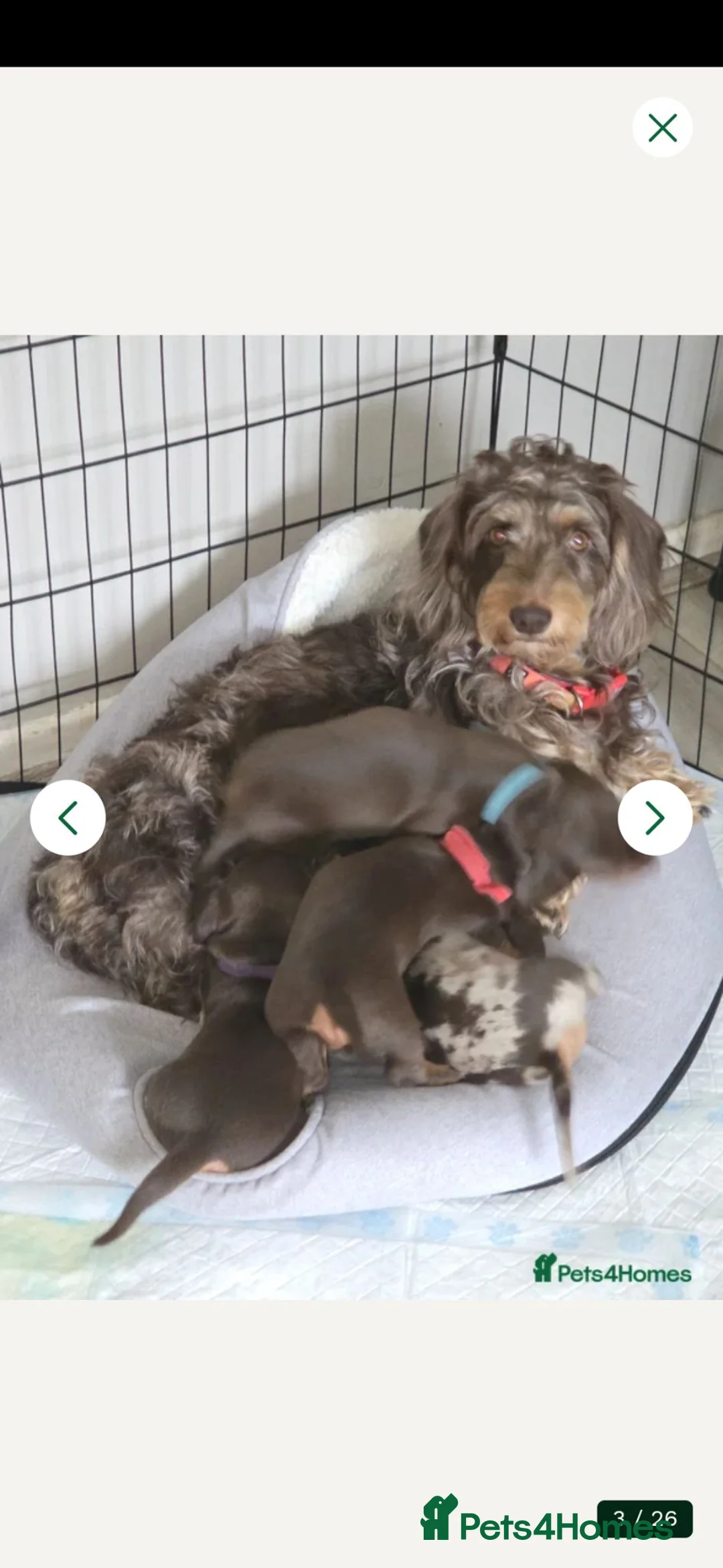 Dachshund dogs for sale: Chocolate and tan wirehair dachshund  - Advert 10