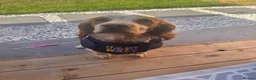 Sprocker dogs for stud: Teddy  - Advert 6