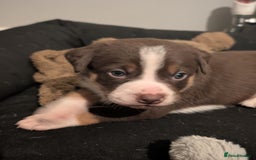Border Collie dogs for sale: Collie mix puppies looking for their families! - Image 29