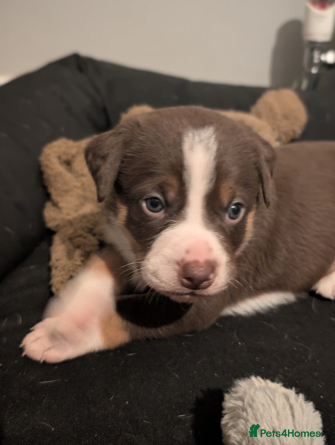 Border Collie dogs for sale: Collie mix puppies looking for their families! - Image 29