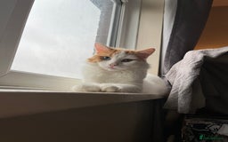 Turkish Van cats for sale: Twin boys ready to leave together  - Image 6