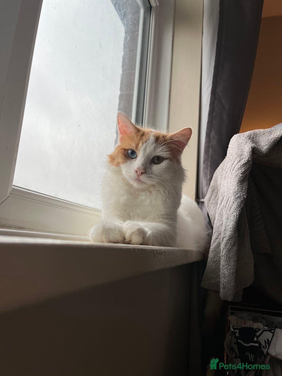 Turkish Van cats for sale: Twin boys ready to leave together  - Image 6