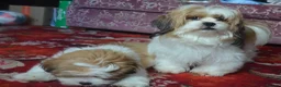Lhasa Apso dogs for sale: Home bred stunning male Lhasa Apso - Advert 7