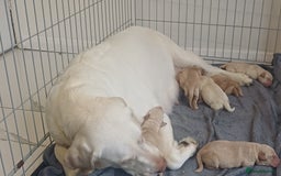 Labrador Retriever dogs for sale: Gorgeous labrador puppies - Image 9