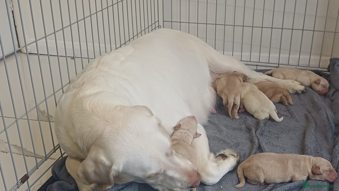 Labrador Retriever dogs for sale: Gorgeous labrador puppies - Image 9