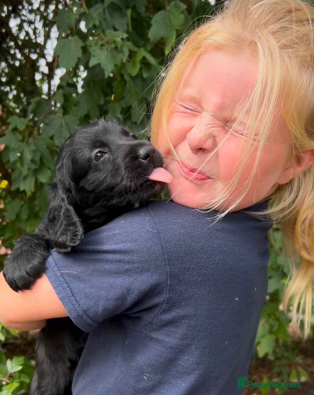 Labradoodle dogs for sale: Fantastic Labradoodle Puppies  - Image 3