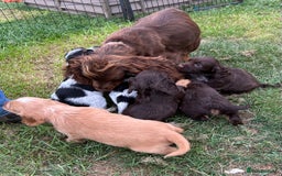 Cocker Spaniel dogs for sale: GORGEOUS WORKING COCKER PUPS - Image 32
