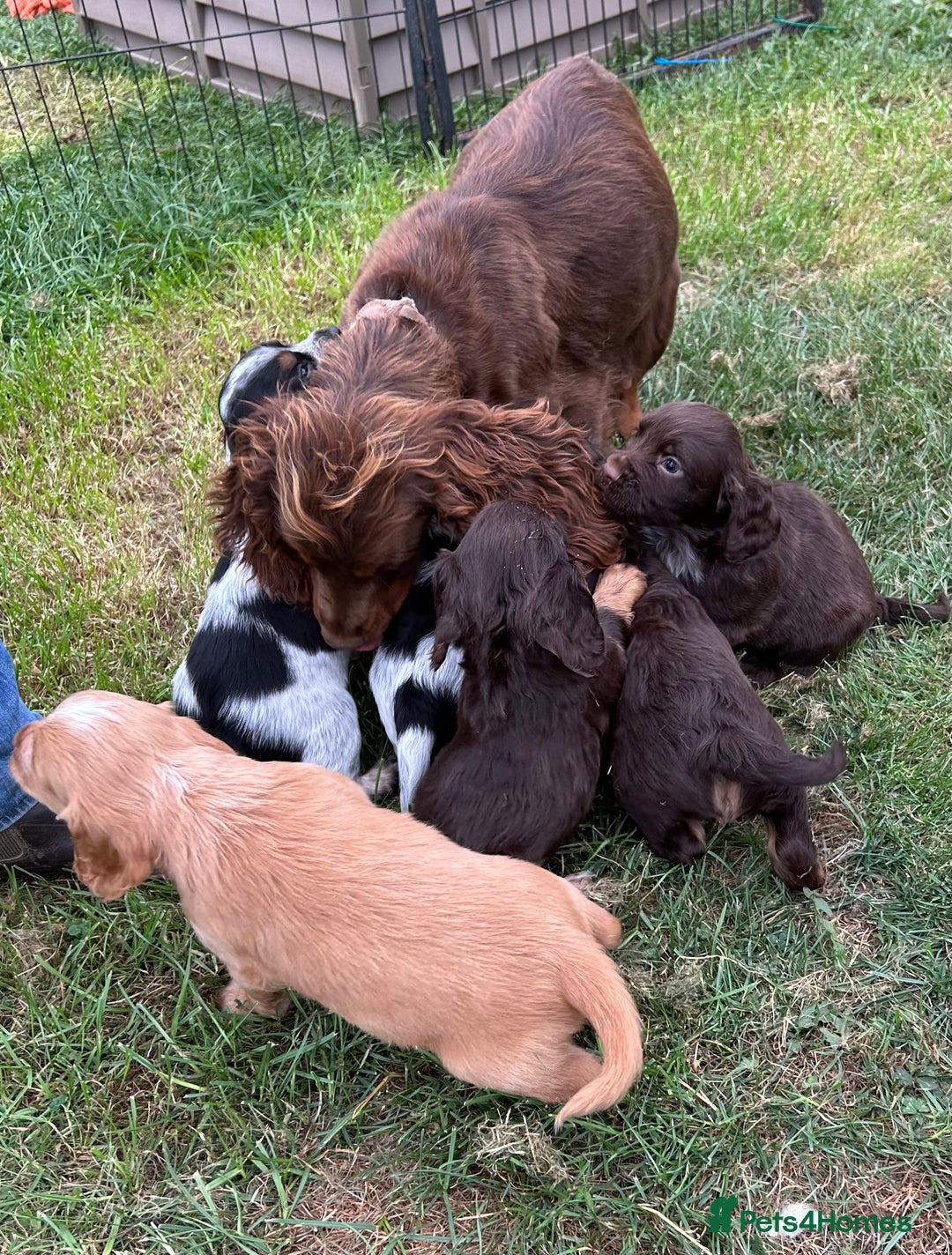 Cocker Spaniel dogs for sale: GORGEOUS WORKING COCKER PUPS - Image 32