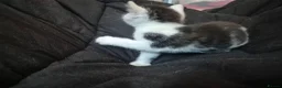 Mixed Breed cats for sale: 2 cute female kittens  in Mitcham - Advert 3