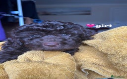 Cockapoo dogs for sale: F1b Cockapoo Puppy - 1 girl left 🐾❤️ - Advert 8