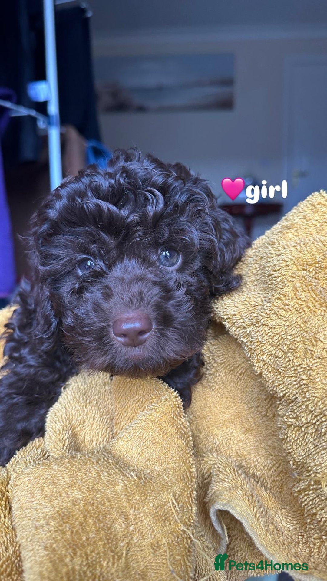 Cockapoo dogs for sale: F1b Cockapoo Puppy - 1 girl left 🐾❤️ - Advert 8