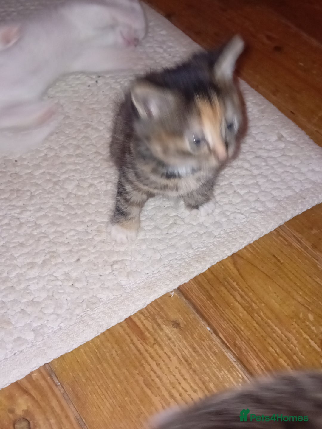 Scottish Fold cats for sale: Scottish Fold Tabby Kittens - Advert 4