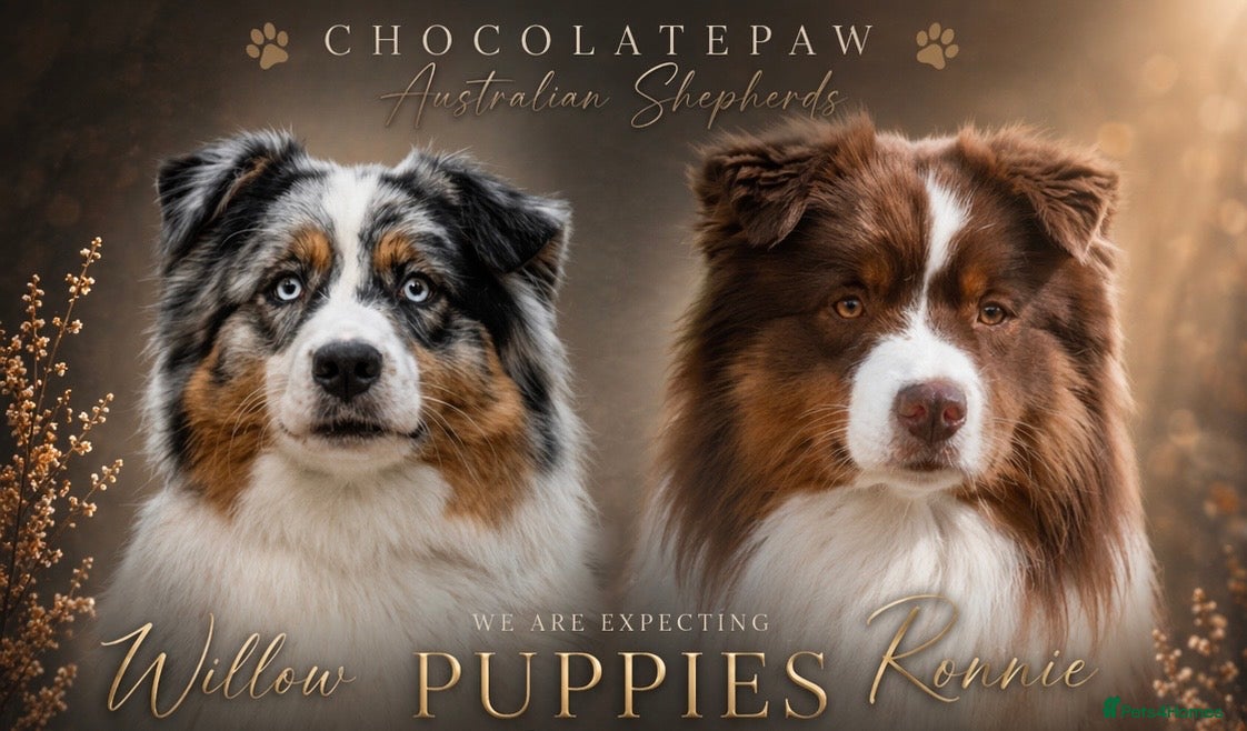 Australian Shepherd dogs Australian Shepherd puppies - Advert 2