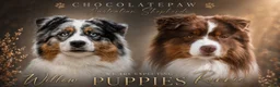 Australian Shepherd dogs for sale: Australian Shepherd puppies - Advert 2