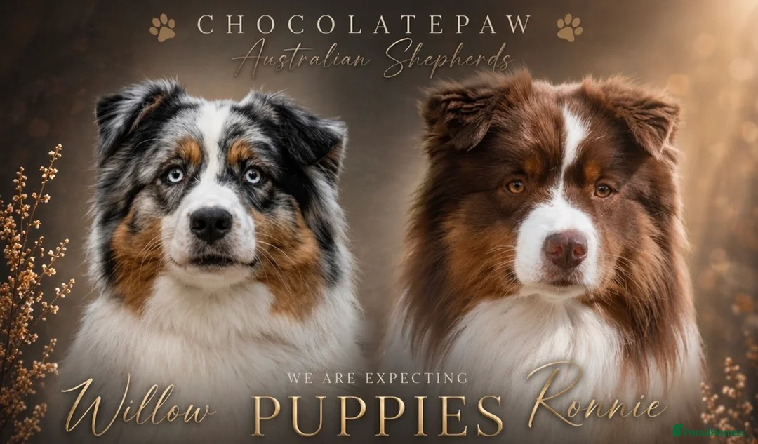 Australian Shepherd dogs for sale: Australian Shepherd puppies - Advert 2