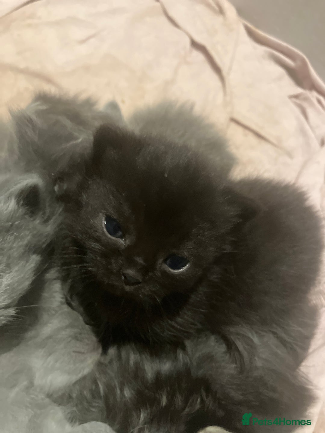 Mixed Breed cats for sale: Half british short hair kittens for reserve - Advert 2
